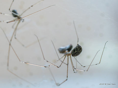 Marbled cellar spider - Holocnemus pluchei  Animal,Animalia,Arachnida,Araneae,Arthropoda,Bulgaria,Europe,Geotagged,Holocnemus pluchei,Marbled cellar spider,Pholcidae,Selanovtsi,Summer,Vratza,Wildlife