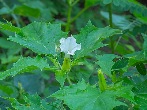 Jimsonweed - Datura stramonium  Bulgaria,Datura stramonium,Devil's snare,Eudicot,Europe,Flowering Plant,Geotagged,Jimsonweed,Magnoliophyta,Nightshades,Plantae,Selanovtsi,Solanaceae,Solanales,Summer,Vratza,Wildlife