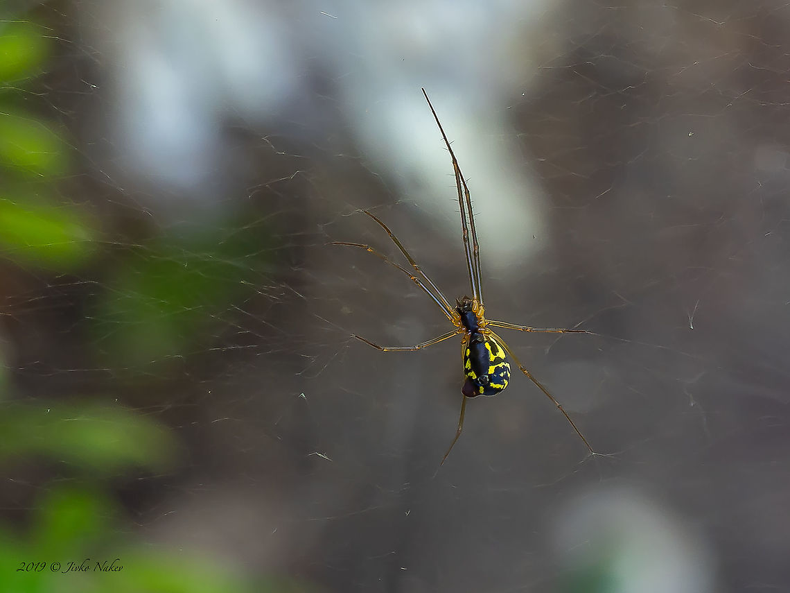 Filmy dome spider - Neriene radiata  Animal,Animalia,Arachnida,Araneae,Arthropoda,Bulgaria,Europe,Filmy dome spider,Geotagged,Linyphiidae,Neriene radiata,Selanovtsi,Summer,Vratza,Wildlife