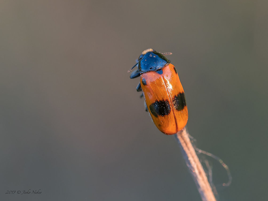 Ant bag beetle - Clytra laeviuscula  Animal,Animalia,Ant bag beetle,Arthropoda,Bulgaria,Chrysomelidae,Clytra laeviuscula,Coleoptera,Europe,Geotagged,Insect,Insecta,Leaf beetle,Selanovtsi,Summer,Vratza,Wildlife