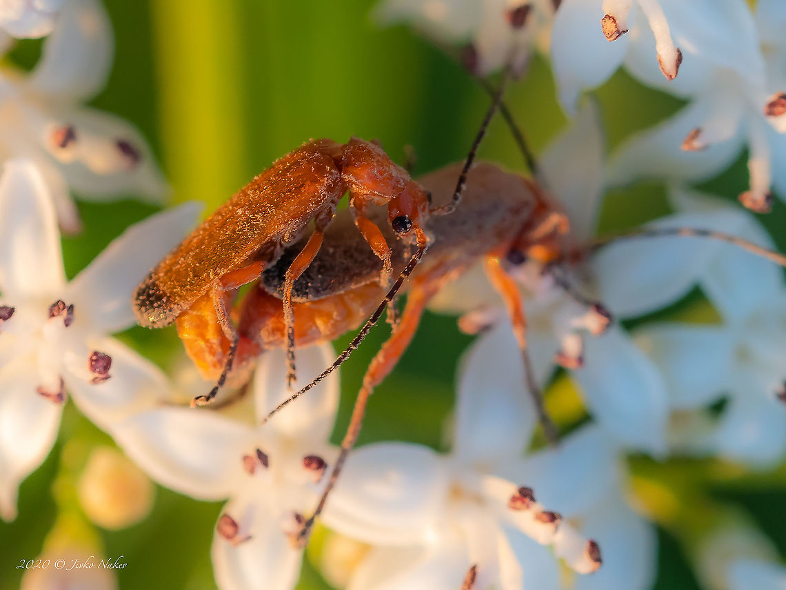 Common red soldier beetle - Rhagonycha fulva  Animal,Animalia,Arthropoda,Bulgaria,Cantharidae,Coleoptera,Common red soldier beetle,Europe,Geotagged,Insect,Insecta,Rhagonycha fulva,Selanovtsi,Soldier beetle,Summer,Vratza,Wildlife