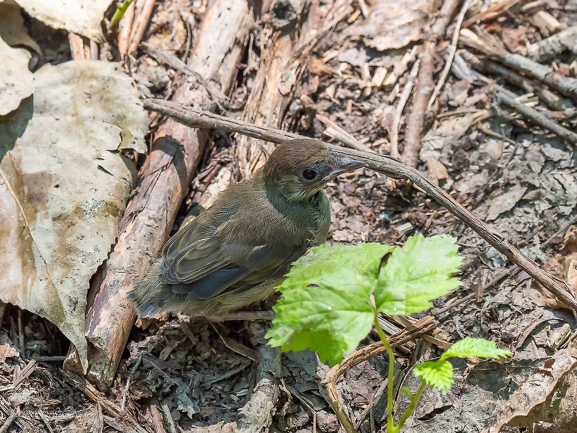 Eurasian blackcap chick - Sylvia atricapilla  Animal,Animalia,Aves,Bird,Blackcap,Bulgaria,Chordata,Eurasian blackcap,Europe,Geotagged,Passeriformes,Passerine,Selanovtsi,Summer,Sylvia atricapilla,Sylviidae,Vratza,Wildlife