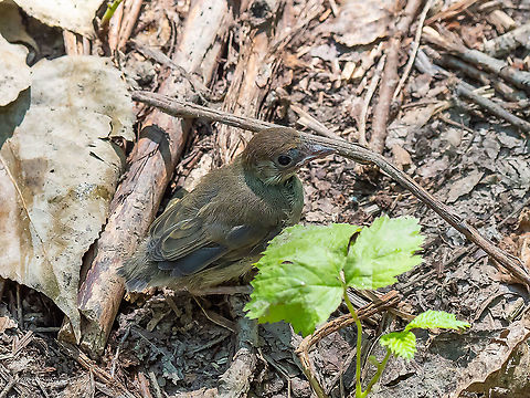 Eurasian blackcap chick - Sylvia atricapilla  Animal,Animalia,Aves,Bird,Blackcap,Bulgaria,Chordata,Eurasian blackcap,Europe,Geotagged,Passeriformes,Passerine,Selanovtsi,Summer,Sylvia atricapilla,Sylviidae,Vratza,Wildlife