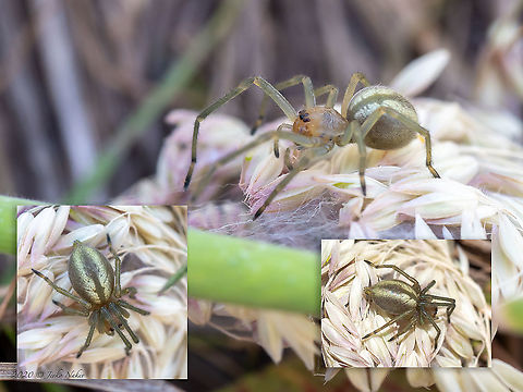 Young Yellow sac spider - Cheiracanthium punctorium  Bulgaria,Cheiracanthium punctorium,Geotagged,Summer