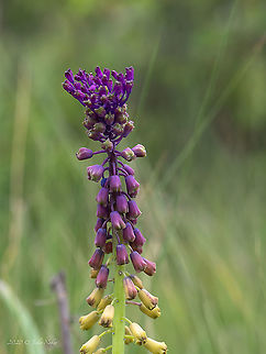 Tassel grape hyacinth - Leopoldia comosa  Asparagaceae,Asparagales,Bakardere Dam,Bulgaria,Europe,Flowering Plant,Geotagged,Leopoldia comosa,Magnoliophyta,Monocot,Muscari comosum,Plantae,Sofia,Summer,Tassel Hyacinth,Tassel grape hyacinth,Wildlife