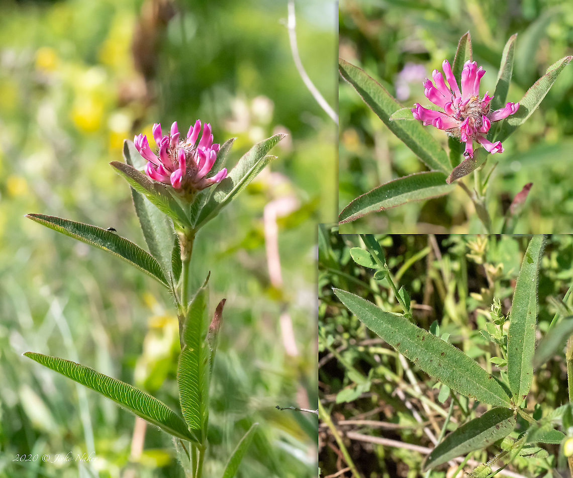Owl-Head Clover - Trifolium alpestre  Bakardere Dam,Bulgaria,Eudicot,Europe,Fabaceae,Fabales,Flowering Plant,Geotagged,Magnoliophyta,Owl-Head Clover,Plantae,Sofia,Summer,Trifolium alpestre,Wildlife