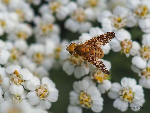 Clouded Daisy Fly - Oxyna nebulosa About 4-5 mm. Feeding on Achillea millefolium.  Animal,Animalia,Arthropoda,Bulgaria,Clouded Daisy Fly,Diptera,Europe,Fruit fly,Geotagged,Insect,Insecta,Oxyna nebulosa,Sofia,Summer,Tephritidae,Trypeta proboscidea,Wildlife