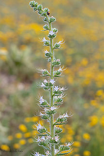 Italian viper's bugloss - Echium italicum  Boraginaceae,Boraginales,Bulgaria,Dinkata lake,Echium italicum,Eudicot,Europe,Flowering Plant,Geotagged,Italian viper's bugloss,Italian vipers bugloss,Lady Campbell weed,Magnoliophyta,Pazardzhik,Plantae,Spring,Wildlife