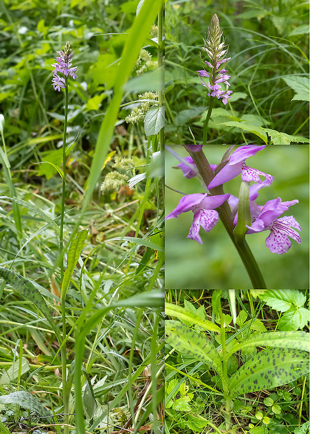 Sac-bearing orchid - Dactylorhiza saccifera  Asparagales,Bulgaria,Dactylorhiza saccifera,Europe,Flowering Plant,Geotagged,Magnoliophyta,Monocot,Orchidaceae,Plantae,Sac-bearing orchid,Summer,Vitosha Mountain Nature Park,Wildlife