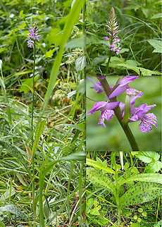 Sac-bearing orchid - Dactylorhiza saccifera  Asparagales,Bulgaria,Dactylorhiza saccifera,Europe,Flowering Plant,Geotagged,Magnoliophyta,Monocot,Orchidaceae,Plantae,Sac-bearing orchid,Summer,Vitosha Mountain Nature Park,Wildlife