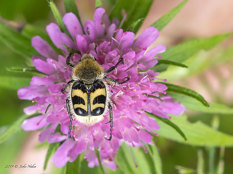 Eurasian bee beetle - Trichius fasciatus  "Cetoniidae",Animal,Animalia,Arthropoda,Bulgaria,Cetoniinae,Coleoptera,Eurasian Bee Beetle,Eurasian bee beetle,Europe,Geotagged,Insect,Insecta,Scarabaeidae,Scarabeoidea,Summer,Trichius fasciatus,Vitosha Mountain Nature Park,Wildlife