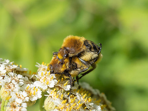 Eurasian bee beetle - Trichius fasciatus  "Cetoniidae",Animal,Animalia,Arthropoda,Bulgaria,Cetoniinae,Coleoptera,Eurasian Bee Beetle,Eurasian bee beetle,Europe,Geotagged,Insect,Insecta,Scarabaeidae,Scarabeoidea,Summer,Trichius fasciatus,Vitosha Mountain Nature Park,Wildlife