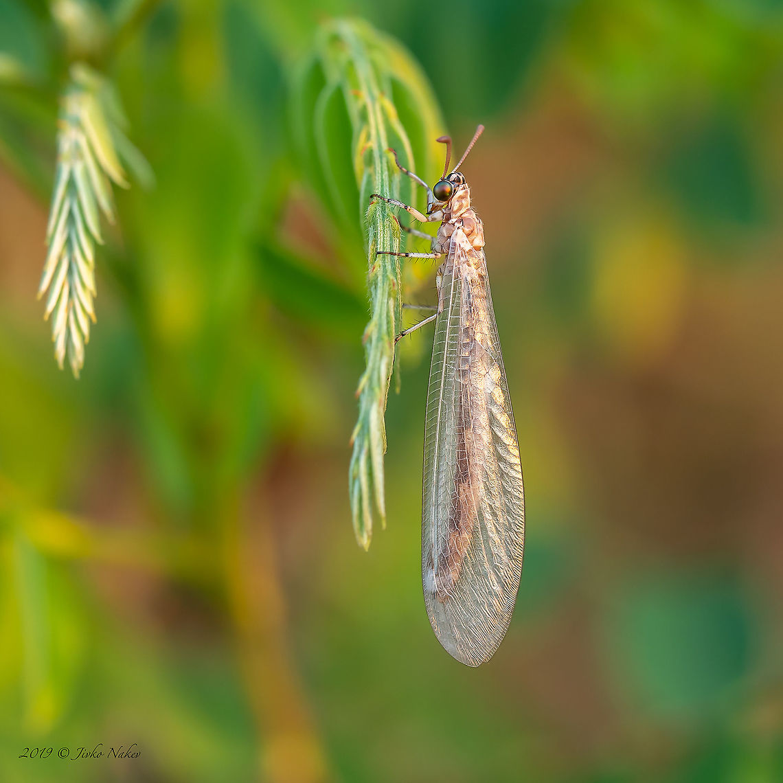 Antlion - Macronemurus cf. appendiculatus  Animal,Animalia,Antlion,Arthropoda,Bulgaria,Europe,Geotagged,Insect,Insecta,Macronemurus appendiculatus,Myrmeleontidae,Net-winged insect,Neuroptera,Selanovtsi,Summer,Vratza,Wildlife