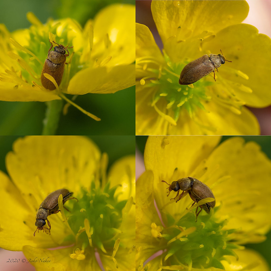 Fruitworm beetle - Byturus ochraceus It was a real challenge to photograph this little fellow. About 4 mm, quickly moving around, I used a 1.25x macro lens.  Animal,Animalia,Arthropoda,Bulgaria,Byturidae,Byturus ochraceus,Clerioidea,Coleoptera,Dendrarium Botanical Garden,Europe,Geotagged,Insect,Insecta,Summer,Vitosha Mountain Nature Park,Wildlife