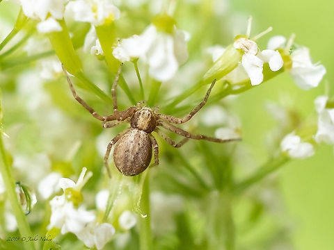 Philodromus aureolus  Animal,Animalia,Arachnida,Araneae,Arthropoda,Bulgaria,Europe,Geotagged,Philodromidae,Philodromus aureolus,Summer,Vitosha Mountain Nature Park,Wildlife