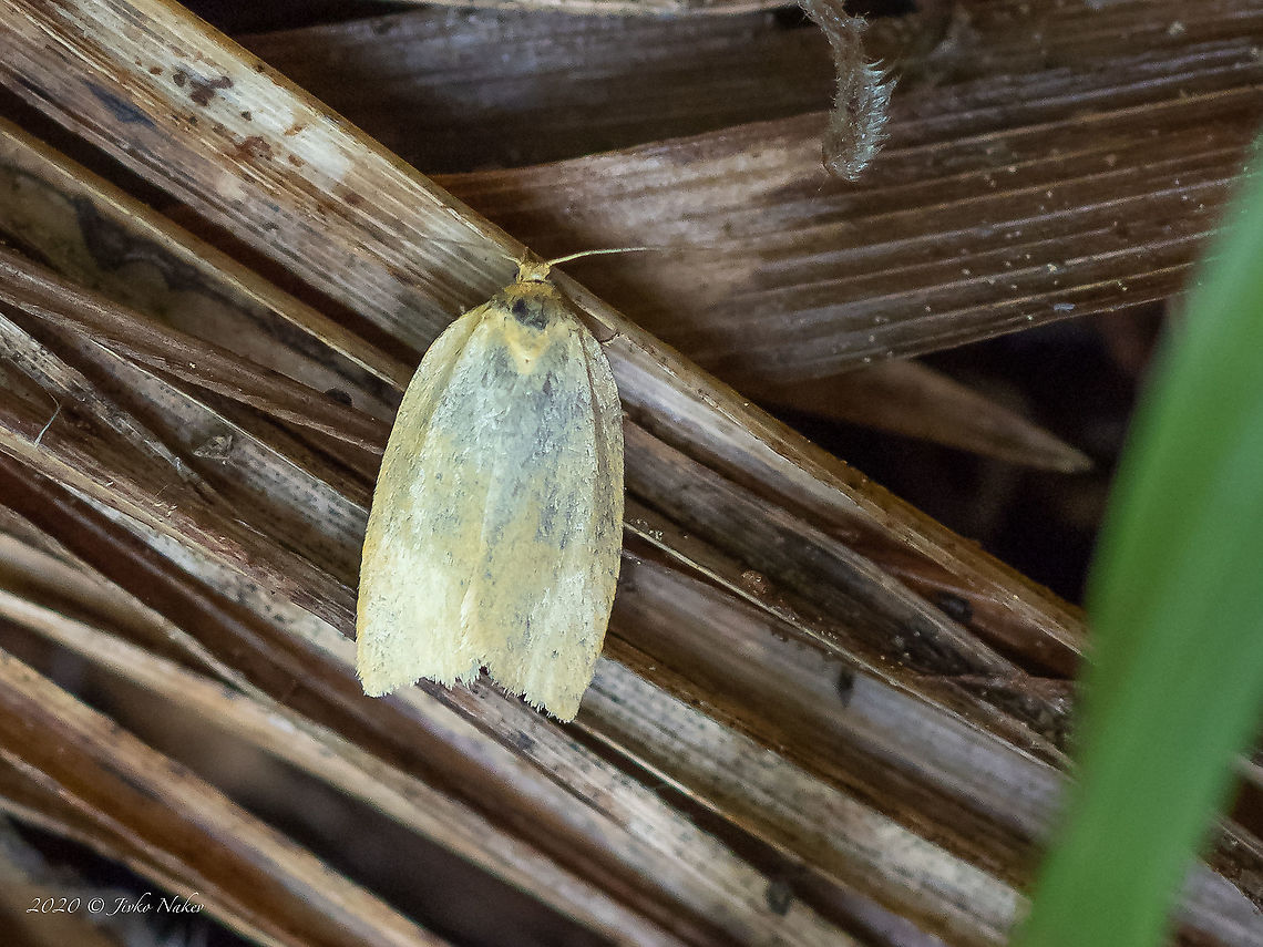 Timothy tortrix - Aphelia paleana  Animal,Animalia,Aphelia paleana,Arthropoda,Bulgaria,Europe,Geotagged,Insect,Insecta,Lepidoptera,Summer,Timothy tortrix,Tortricidae,Tortricoidea,Vitosha Mountain Nature Park,Wildlife