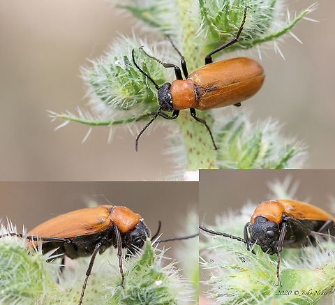 Zonitis immaculata  Animal,Animalia,Arthropoda,Blister beetles,Bulgaria,Coleoptera,Dinkata lake,Europe,Geotagged,Immaculate blister beetle,Insect,Insecta,Meloidae,Pazardzhik,Spring,Tenebrionoidea,Wildlife,Zonitis immaculata,Zonitis mutica