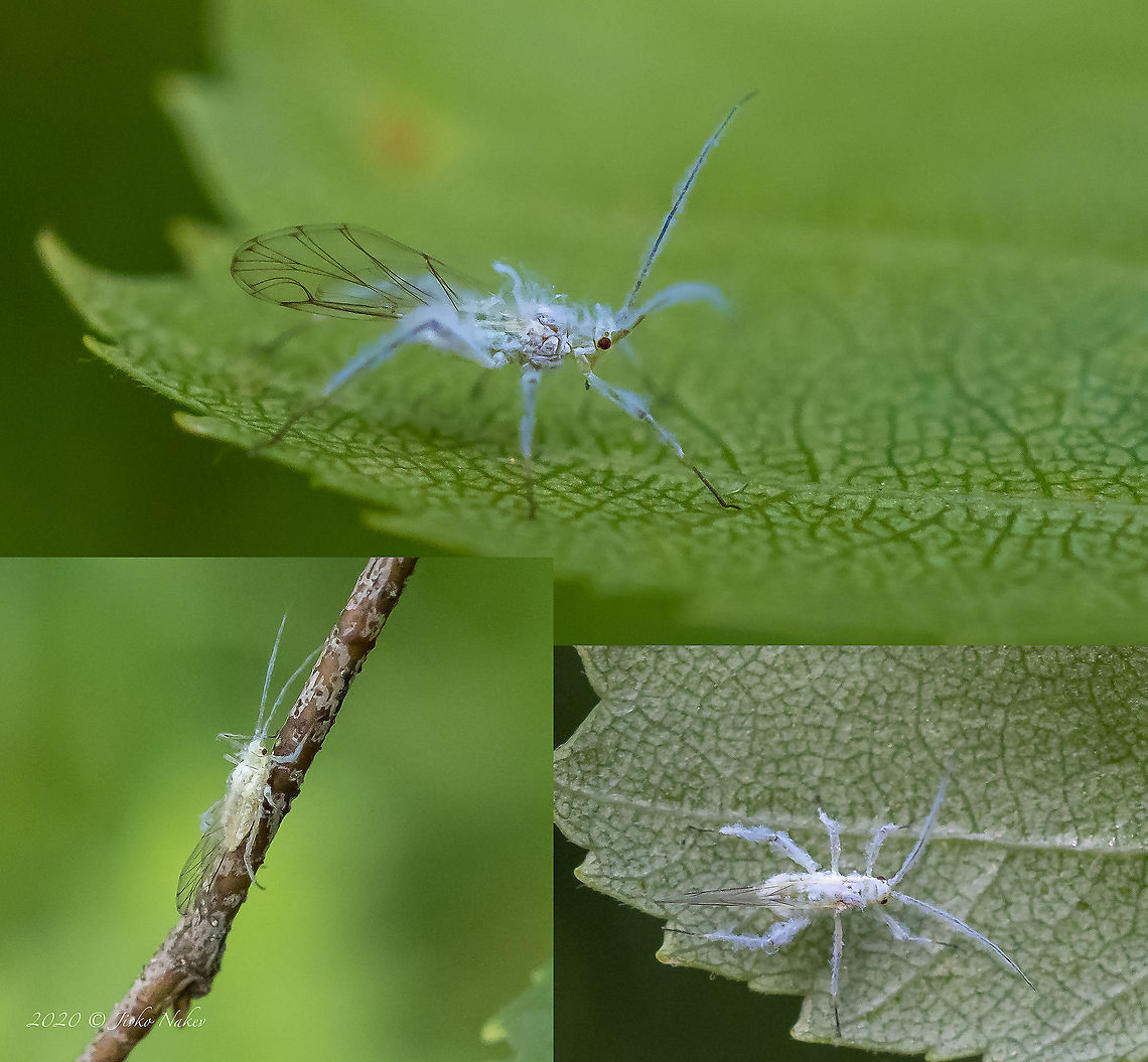 Silver birch aphid - Euceraphis betulae Adult winged viviparae Animal,Animalia,Aphididae,Aphidomorpha,Arthropoda,Bulgaria,Dendrarium Botanical Garden,Euceraphis betulae,Europe,Geotagged,Insect,Insecta,Silver birch aphid,Summer,Vitosha Mountain Nature Park,Wildlife