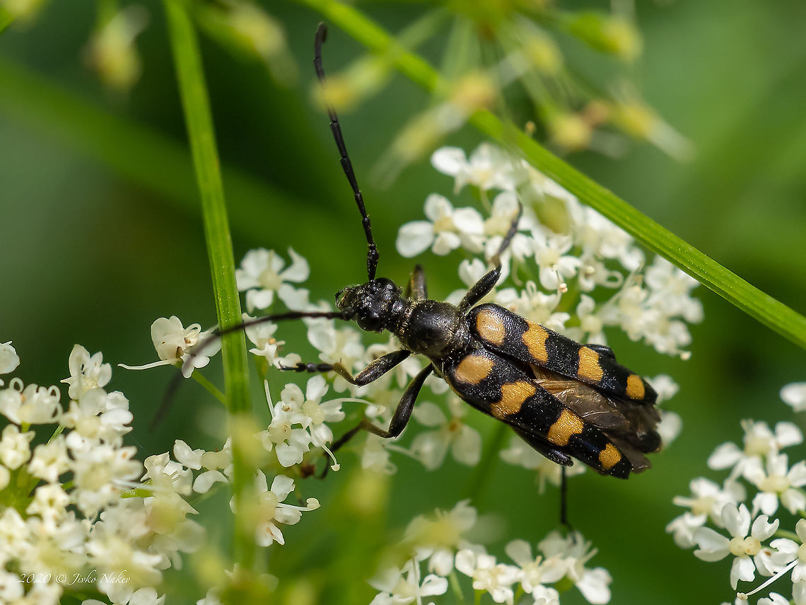 Four-banded Longhorn Beetle - Leptura quadrifasciata  Animal,Animalia,Arthropoda,Bulgaria,Cerambycidae,Coleoptera,Dendrarium Botanical Garden,Europe,Four-banded Longhorn Beetle,Geotagged,Insect,Insecta,Leptura quadrifasciata,Longhorn beetle,Summer,Vitosha Mountain Nature Park,Wildlife