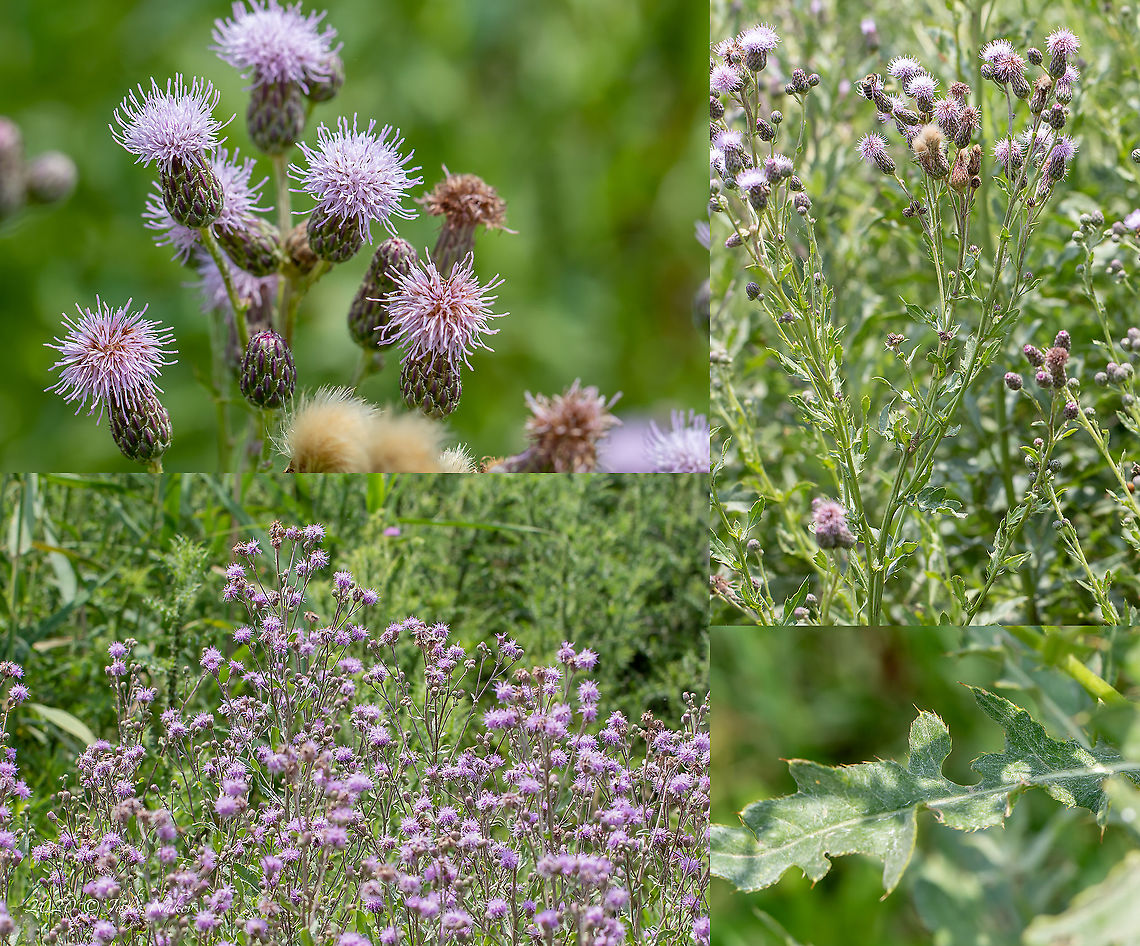 Creeping tistle - Cirsium arvense  Asteraceae,Asterales,Bulgaria,Cirsium arvense,Creeping tistle,Dinkata lake,Eudicot,Europe,Flowering Plant,Geotagged,Magnoliophyta,Pazardzhik,Plantae,Spring,Wildlife