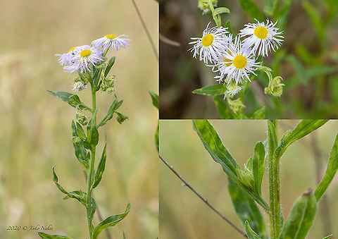 Annual fleabane