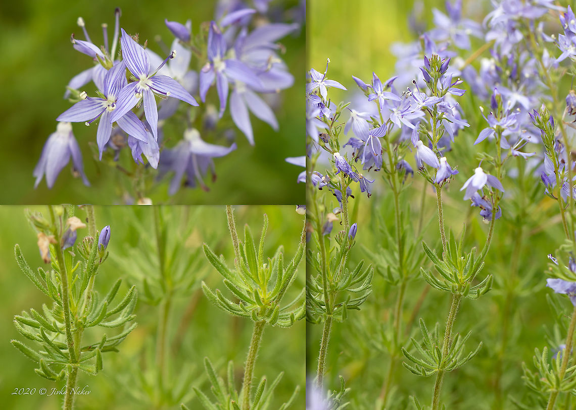 Braodleaf speedwell - Veronica austriaca subsp. jacquinii  Braodleaf speedwell,Bulgaria,Eudicot,Europe,Flowering Plant,Geotagged,Ihtimanska Sredna Gora,Lamiales,Magnoliophyta,Plantae,Plantaginaceae,Spring,Sredna Gora mountain,Veronica austriaca,Veronica austriaca subsp. jacquinii,Wildlife