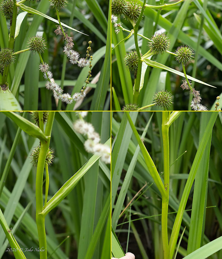 Sparganium erectum subsp. Neglectum - Branched bur-reed I noticed this plant among the thick swamp reeds on a small pond in Sofia. About 150-160 cm high. There was simply no way to photograph the whole plant, so I photographed only the important details. Branched bur-reed,Bulgaria,Europe,Flowering Plant,Geotagged,Magnoliophyta,Monocot,Plantae,Poales,Simplestem bur-reed,Sofia,South park,Sparganium erectum subsp. Neglectum,Summer,Typhaceae,Wildlife