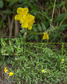 Common rock-rose - Helianthemum nummularium  Bulgaria,Cistaceae,Common Rock-Rose,Common rock-rose,Eudicot,Europe,Flowering Plant,Geotagged,Helianthemum nummularium,Magnoliophyta,Malvales,Plantae,Summer,Vitosha Mountain Nature Park,Wildlife