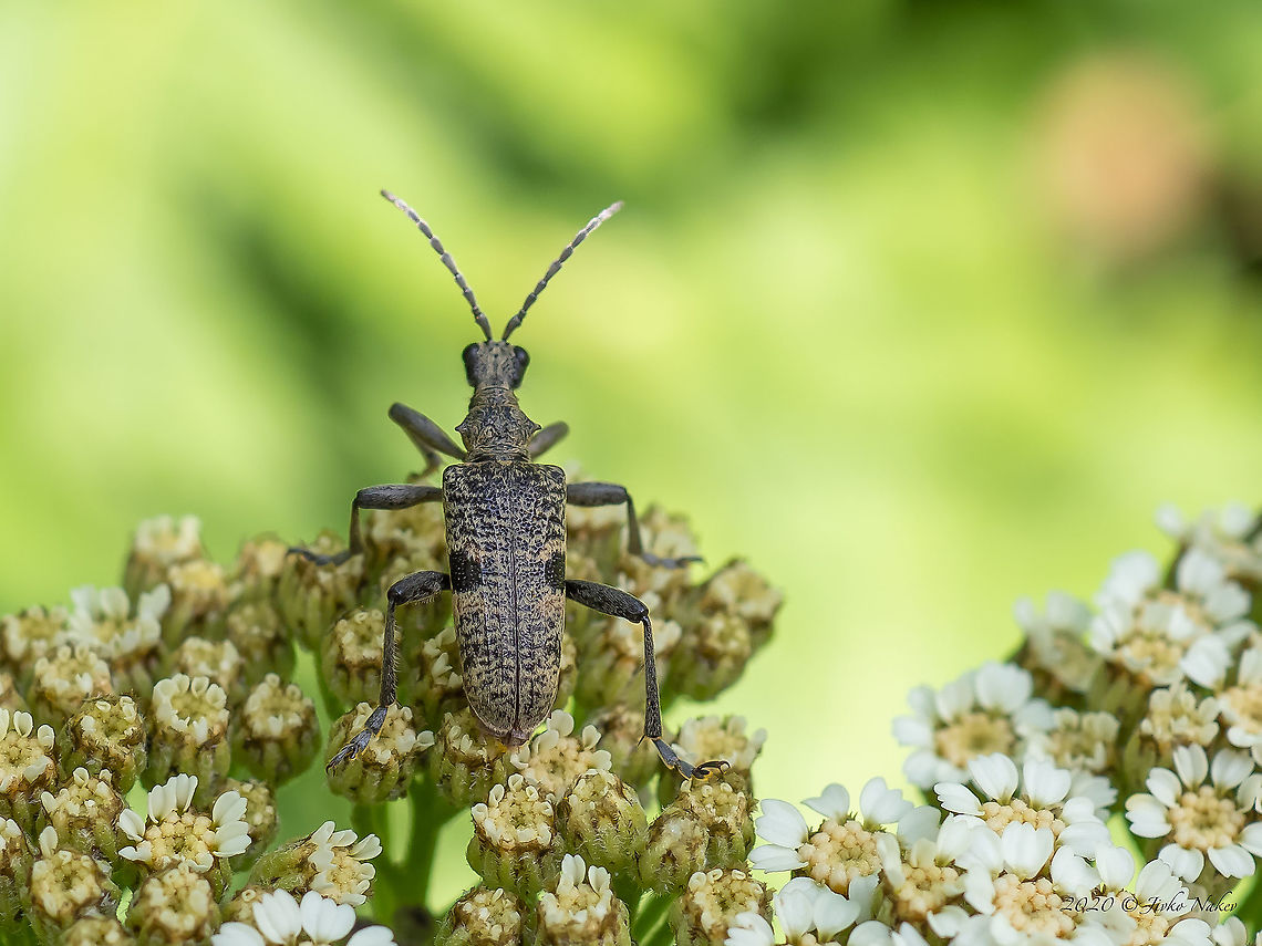 Black-spotted longhorn beetle - Rhagium mordax  Animal,Animalia,Arthropoda,Black-spotted longhorn beetle,Bulgaria,Cerambycidae,Coleoptera,Europe,Geotagged,Insect,Insecta,Longhorn beetle,Rhagium mordax,Summer,Vitosha Mountain Nature Park,Wildlife