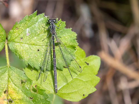 Azure damselfly - Coenagrion puella - female Dark version. Animal,Animalia,Arthropoda,Azure Damselfly,Azure damselfly,Bulgaria,Coenagrion puella,Coenagrionidae,Damselfly,Europe,Geotagged,Insect,Insecta,Odonata,Sofia,South park,Summer,Wildlife