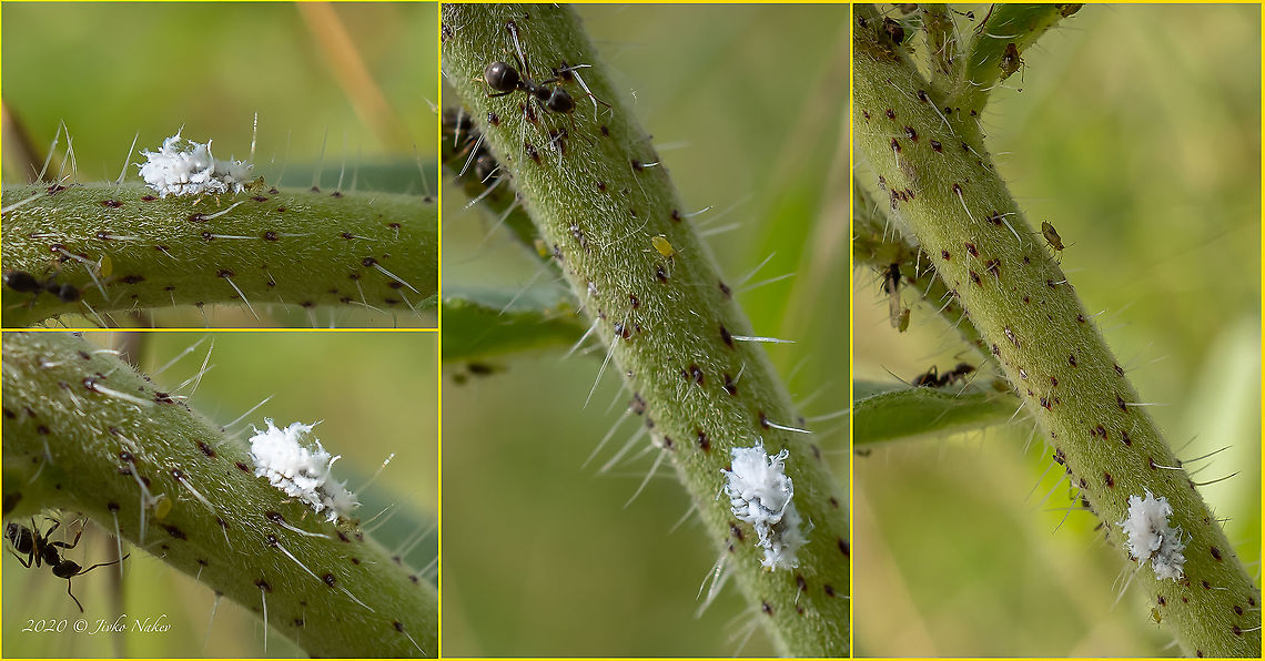 Maybe Two-spot hairy ladybird larva - Scymnus frontalis Here is an interesting observation:<br />
Last weekend in the South Park, Sofia, while taking a close-up of an Echium vulgare plant - a common viper, I noticed a tiny white cocoon moving along the stem and took a few pictures. I thought it was an aphid in disguise and sent the photos to Dr.R.Dransfield for a consultation from InfluentialPoints.com. It turned out to be a ladybug larva covered with a wax cocoon, a mimicry to resemble aphids, and not be recognized by them. Both ladybugs and their larvae are great predators on aphids.<br />
According to Dr.R. Dransfield, it is most likely the larva of the two-spot hairy ladybird - Scymnus frontalis. At the same time, there is not enough morphological data to determine the type of larvae, so this could be a larva of any ladybug of the genus Scymnus. Given that Scymnus frontalis is rarely recorded in the Sofia region, it is more likely to be a larva of S.interruptus or S.rubromaculatus. That's why, I will leave this species unidentified. Animal,Animalia,Arthropoda,Bulgaria,Coccinellidae,Coleoptera,Cucujoidea,Europe,Geotagged,Insect,Insecta,Ladybug,Scymninae,Scymnus frontalis,Sofia,South park,Summer,Two-spot hairy ladybird,Wildlife