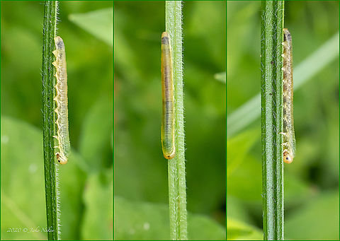 Sawfly larva - Dolerus vestigialis  Animal,Animalia,Arthropoda,Bulgaria,Dendrarium Botanical Garden,Dolerus vestigialis,Europe,Geotagged,Hymenoptera,Insect,Insecta,Sawfly,Summer,Tenthredinidae,Vitosha Mountain Nature Park,Wildlife