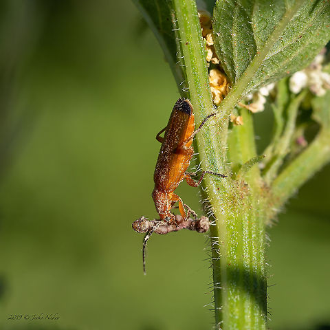 Common red soldier beetle - Rhagonycha fulva Another photo fo Rhagonycha fulva predating on a larva. Animal,Animalia,Arthropoda,Bulgaria,Cantharidae,Coleoptera,Common red soldier beetle,Elateroidea,Europe,Geotagged,Insect,Insecta,Rhagonycha fulva,Sofia,Soldier beetle,Summer,Wildlife