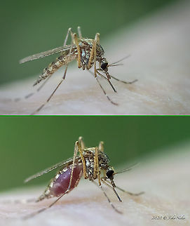 Aedes or Ochlerotatus spp. Bloodsucking mosquito on my arm. In a few seconds, while taking a couple of shots, she doubled in volume! Animal,Animalia,Arthropoda,Bulgaria,Culicidae,Diptera,Europe,Geotagged,Insect,Insecta,Mosquito,Ochlerotatus spp.,Sofia,Summer,Wildlife
