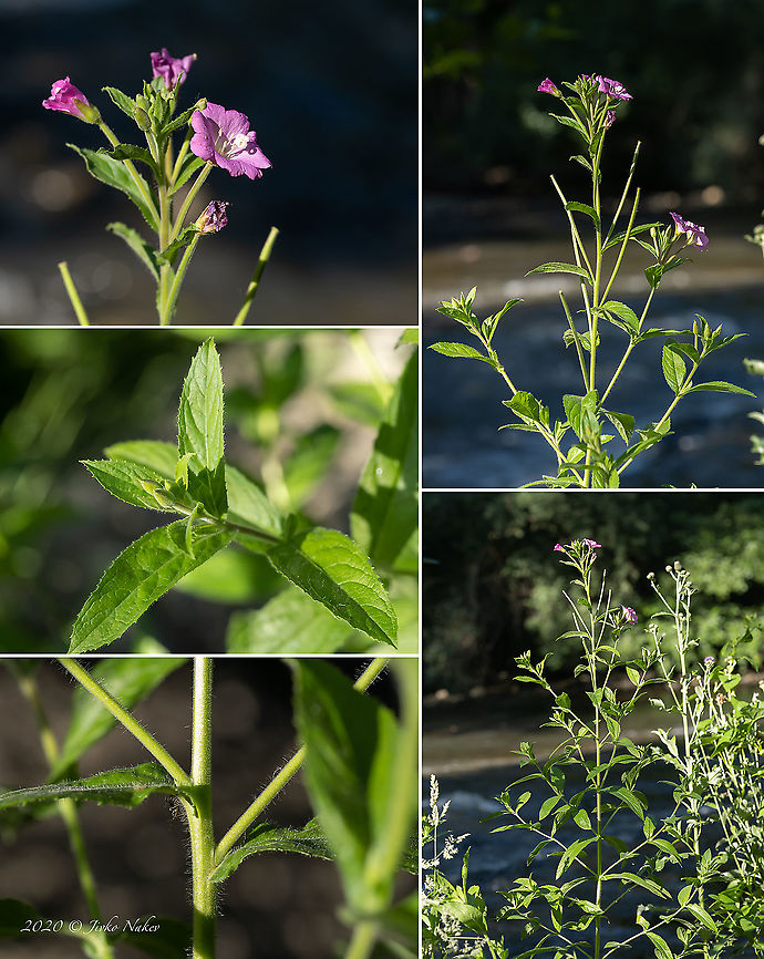 Great hairy willowherb - Epilobium hirsutum  Bulgaria,Epilobium hirsutum,Eudicot,Europe,Flowering Plant,Geotagged,Great hairy willowherb,Magnoliophyta,Myrtales,Onagraceae,Plantae,Sofia,Summer,Wildlife,Willowherb