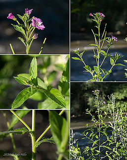 Great hairy willowherb - Epilobium hirsutum  Bulgaria,Epilobium hirsutum,Eudicot,Europe,Flowering Plant,Geotagged,Great hairy willowherb,Magnoliophyta,Myrtales,Onagraceae,Plantae,Sofia,Summer,Wildlife,Willowherb