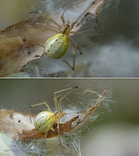 Scarce Candy-striped Spider