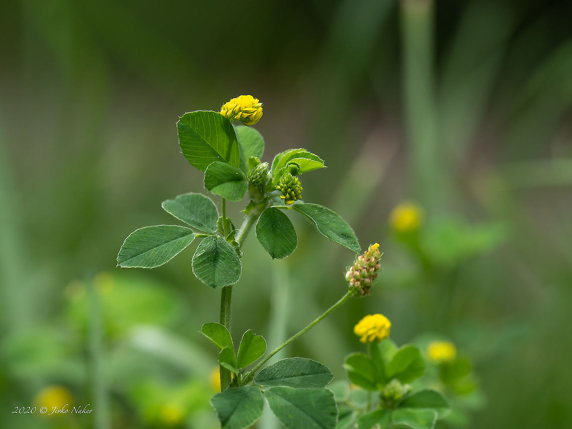 Black medick - Medicago lupulina  Black medick,Bulgaria,Eudicot,Europe,Fabaceae,Fabales,Flowering Plant,Geotagged,Hop clover,Magnoliophyta,Medicago lupulina,Plantae,Sofia,South park,Spring,Wildlife
