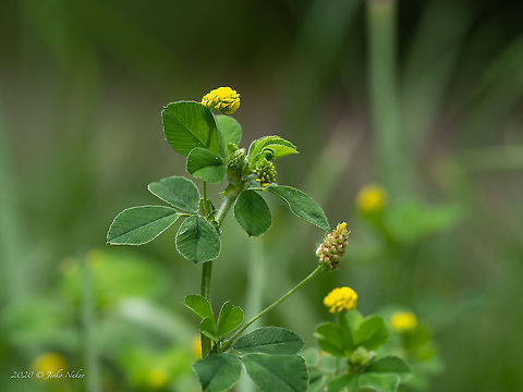 Black medick - Medicago lupulina  Black medick,Bulgaria,Eudicot,Europe,Fabaceae,Fabales,Flowering Plant,Geotagged,Hop clover,Magnoliophyta,Medicago lupulina,Plantae,Sofia,South park,Spring,Wildlife