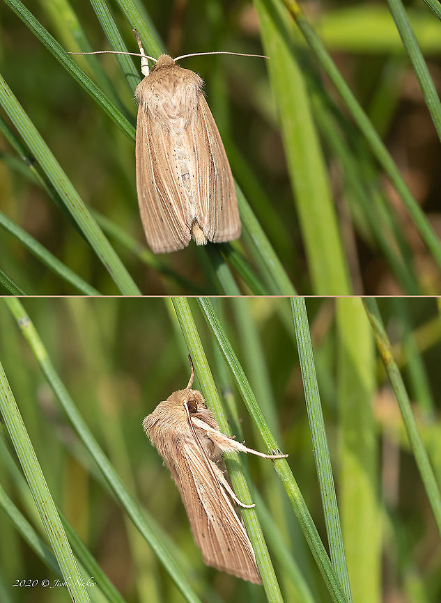 Reed dagger - Simyra albovenosa  Animal,Animalia,Arthropoda,Bulgaria,Europe,Geotagged,Insect,Insecta,Lepidoptera,Noctuidae,Noctuoidea,Owlet moth,Reed dagger,Simyra albovenosa,Summer,West Balkan mountain range,Wildlife