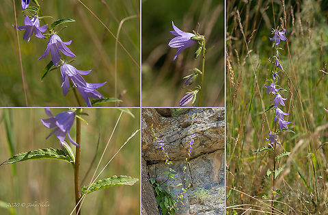 Creeping bellflower - Campanula rapunculoides  Asterales,Bulgaria,Campanula rapunculoides,Campanulaceae,Creeping bellflower,Eudicot,Europe,Flowering Plant,Geotagged,Magnoliophyta,Plantae,Rampion bellflower,Summer,West Balkan mountain range,Wildlife