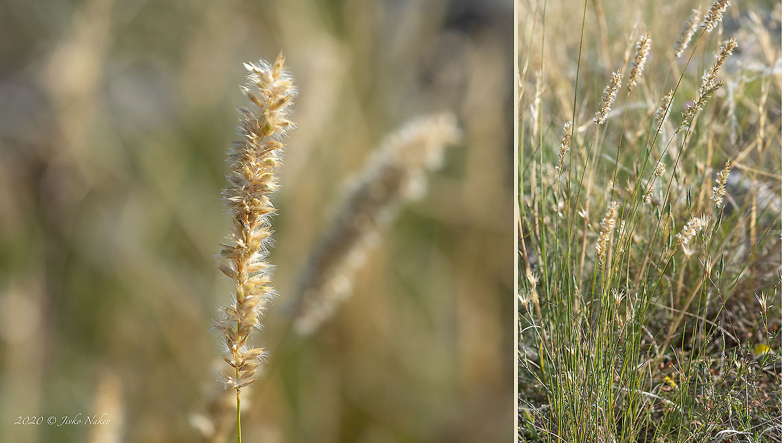 Silky spike melic - Melica ciliata  Bulgaria,Europe,Flowering Plant,Geotagged,Hairy melic,Magnoliophyta,Melica ciliata,Monocot,Plantae,Poaceae,Poales,Silky spike melic,Summer,West Balkan mountain range,Wildlife