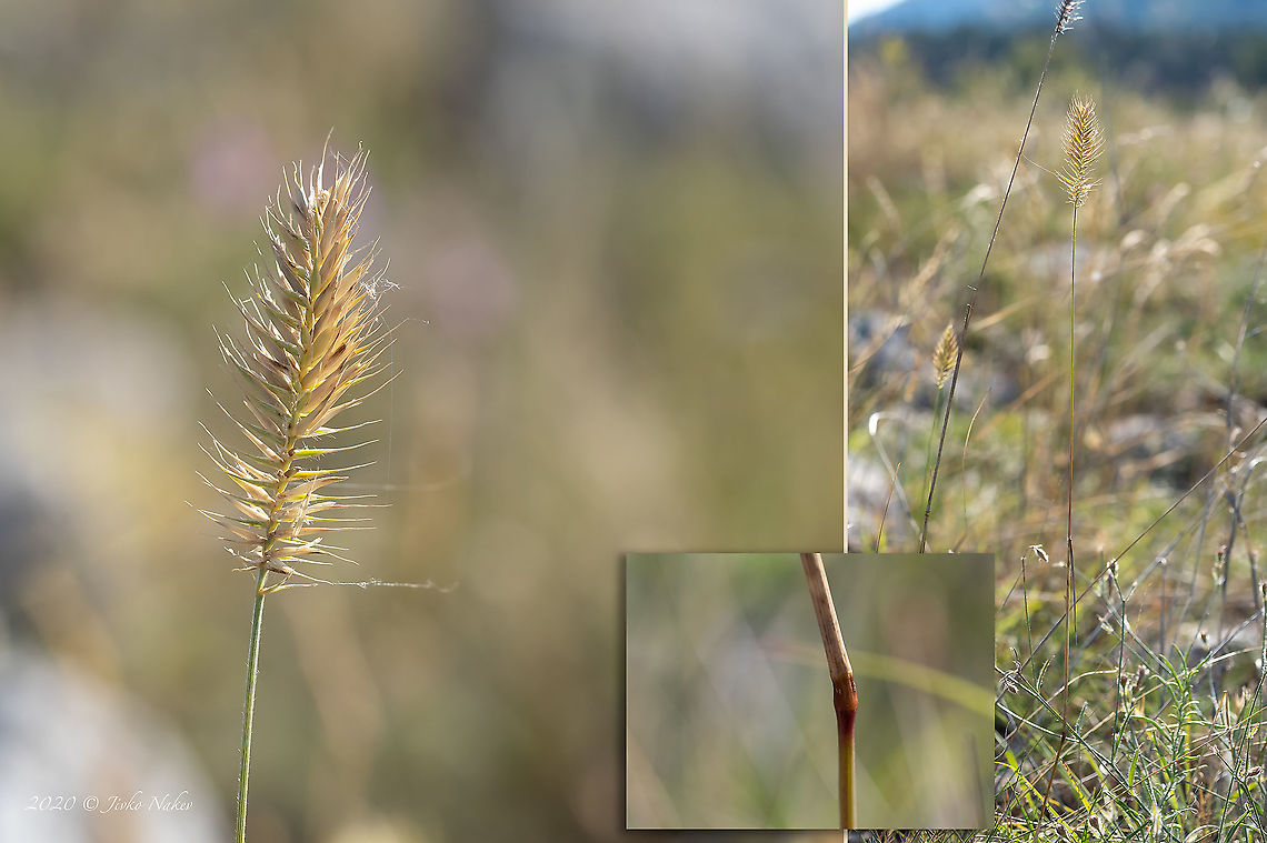 Crested wheat grass - Agropyron cristatum  Agropyron cristatum,Bulgaria,Crested wheat grass,Europe,Flowering Plant,Geotagged,Magnoliophyta,Monocot,Plantae,Poaceae,Poales,Summer,West Balkan mountain range,Wildlife