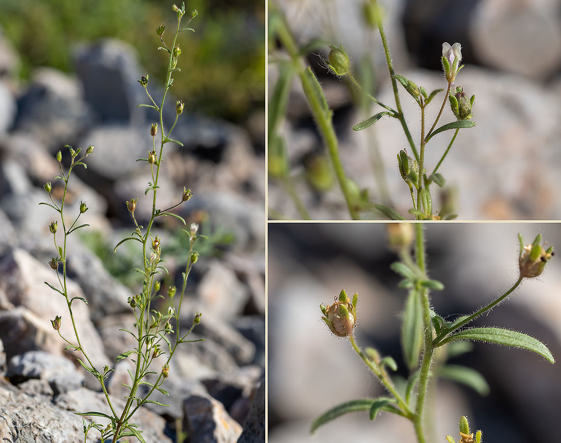 Small toadflax - Chaenorhinum minus  Bulgaria,Chaenorhinum minus,Dwarf snapdragon,Eudicot,Europe,Flowering Plant,Geotagged,Lamiales,Magnoliophyta,Plantae,Plantaginaceae,Small toadflax,Summer,West Balkan mountain range,Wildlife