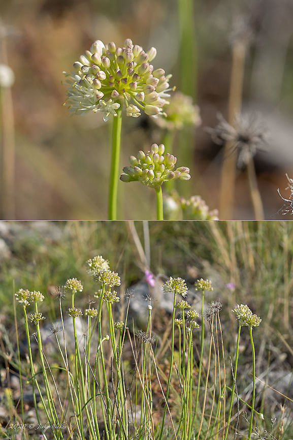 Mediterranean onion - Allium paniculatum subsp. paniculatum  Allium albidum,Allium paniculatum subsp. paniculatum,Amaryllidaceae,Asparagales,Bulgaria,Europe,Flowering Plant,Geotagged,Magnoliophyta,Mediterranean onion,Monocot,Pale garlic,Plantae,Summer,West Balkan mountain range,Wildlife