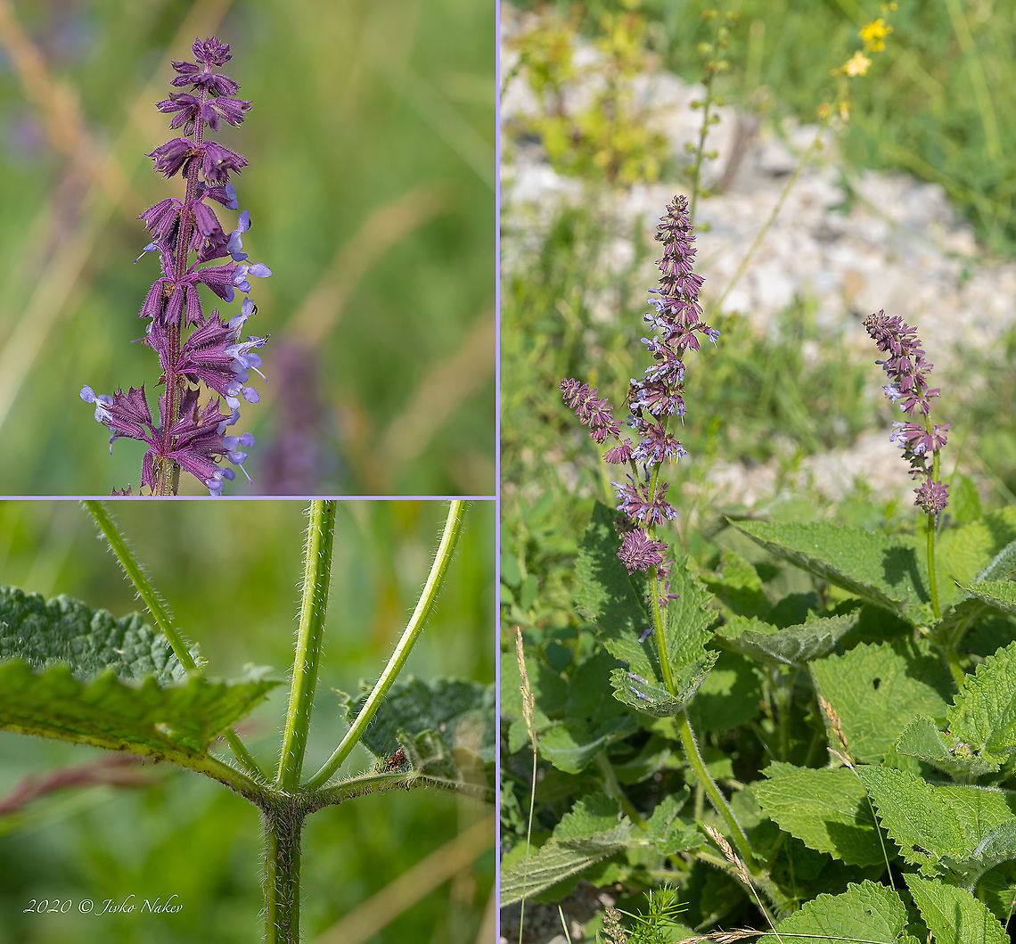 Lilac sage - Salvia verticillata  Bulgaria,Eudicot,Europe,Flowering Plant,Geotagged,Lamiaceae,Lamiales,Magnoliophyta,Plantae,Salvia verticillata,Summer,West Balkan mountain range,Whorled clary,Wildlife