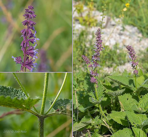 Lilac sage - Salvia verticillata  Bulgaria,Eudicot,Europe,Flowering Plant,Geotagged,Lamiaceae,Lamiales,Magnoliophyta,Plantae,Salvia verticillata,Summer,West Balkan mountain range,Whorled clary,Wildlife