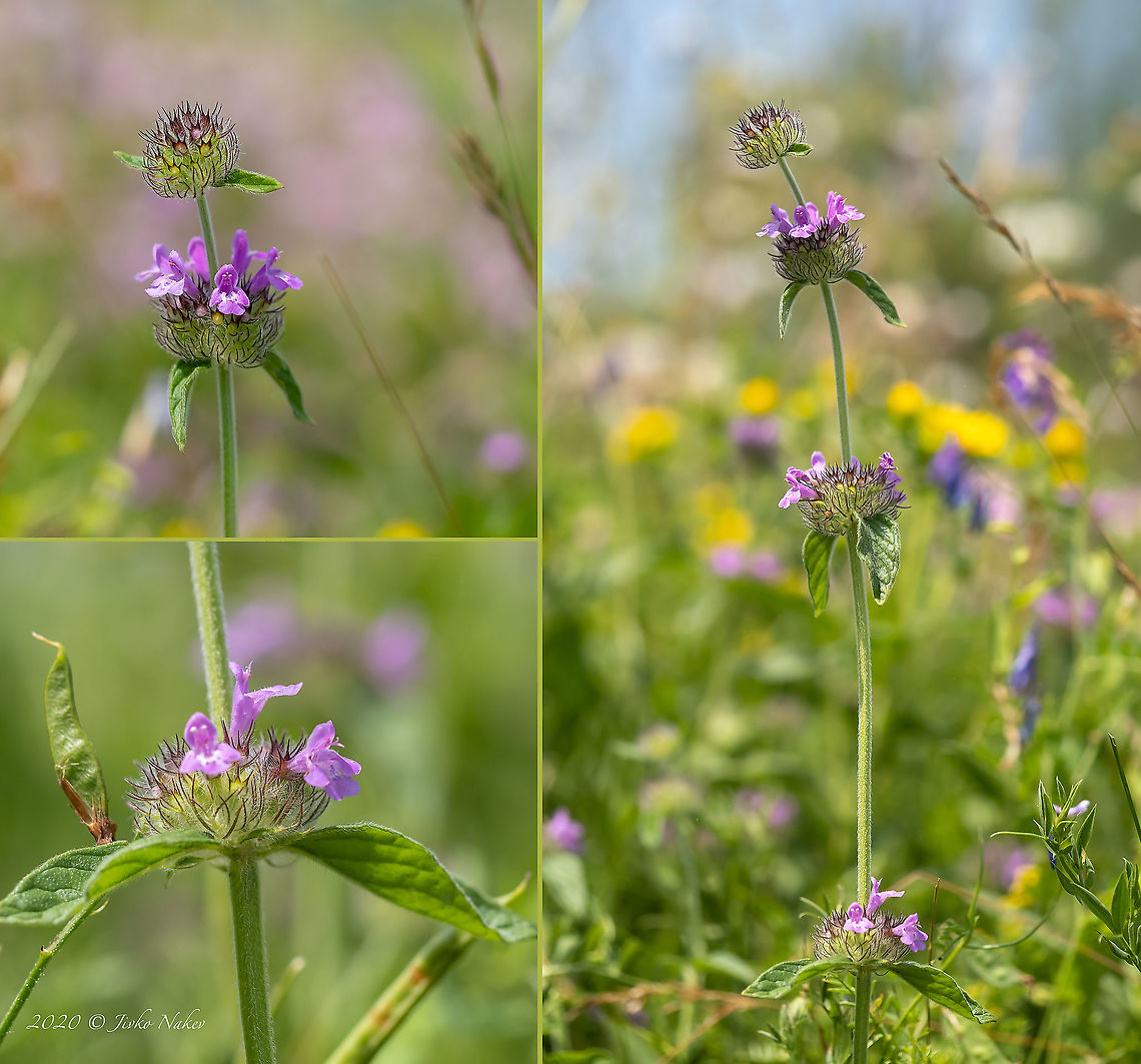 Wild basil - Clinopodium vulgare  Bulgaria,Clinopodium vulgare,Eudicot,Europe,Flowering Plant,Geotagged,Lamiaceae,Lamiales,Magnoliophyta,Plantae,Summer,West Balkan mountain range,Wild basil,Wildlife