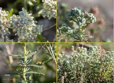 Felty germander - Teucrium polium  Bulgaria,Eudicot,Europe,Felty germander,Flowering Plant,Geotagged,Lamiaceae,Lamiales,Magnoliophyta,Plantae,Summer,Teucrium polium,West Balkan mountain range,Wildlife