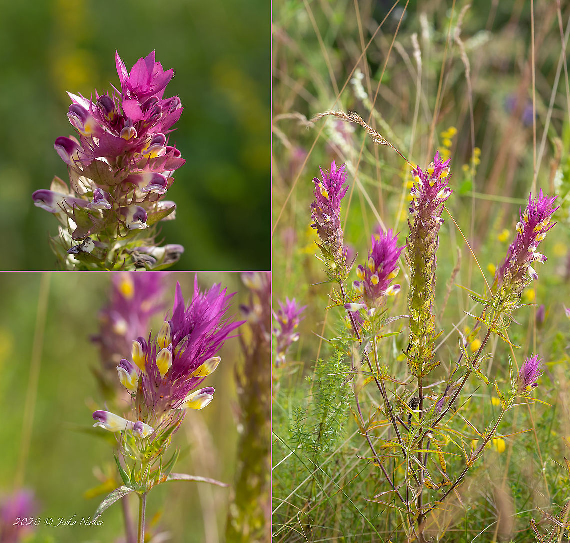 Field cow-wheat - Melampyrum arvense  Bulgaria,Eudicot,Europe,Field Cow-wheat,Field cow-wheat,Flowering Plant,Geotagged,Lamiales,Magnoliophyta,Melampyrum arvense,Orobanchaceae,Plantae,Summer,West Balkan mountain range,Wildlife